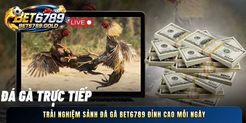 Trải nghiệm sảnh Đá gà BET6789 đỉnh cao mỗi ngày