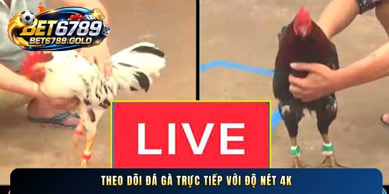 Theo dõi Đá gà trực tiếp với độ nét 4K