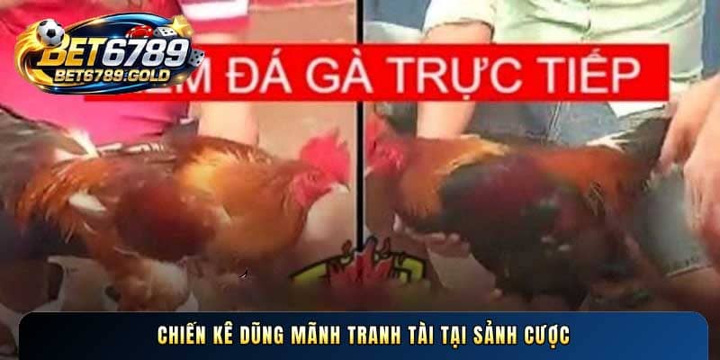 Chiến kê dũng mãnh tranh tài tại sảnh cược