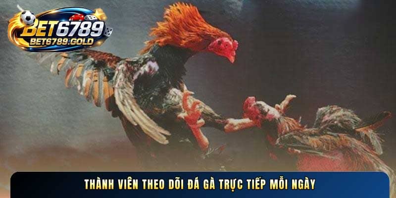 Thành viên theo dõi Đá gà trực tiếp mỗi ngày