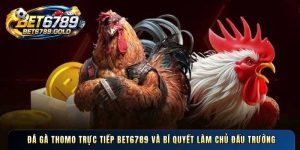 Đá gà Thomo trực tiếp BET6789 và bí quyết làm chủ đấu trường