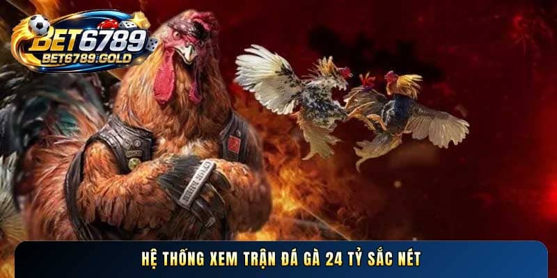 Hệ thống xem Trận đá gà 24 tỷ sắc nét
