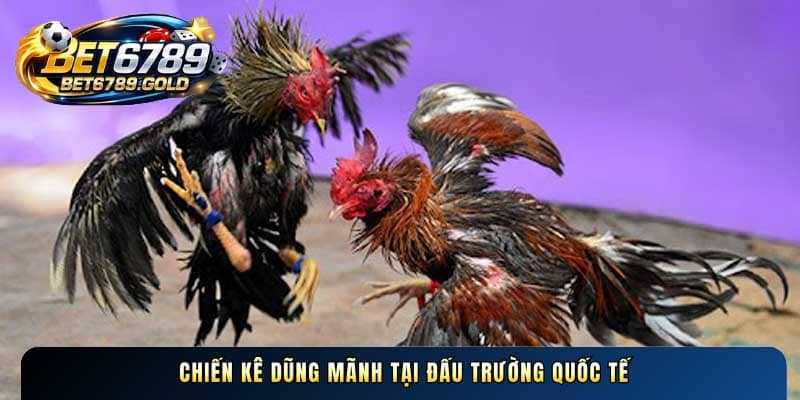 Chiến kê dũng mãnh tại đấu trường quốc tế